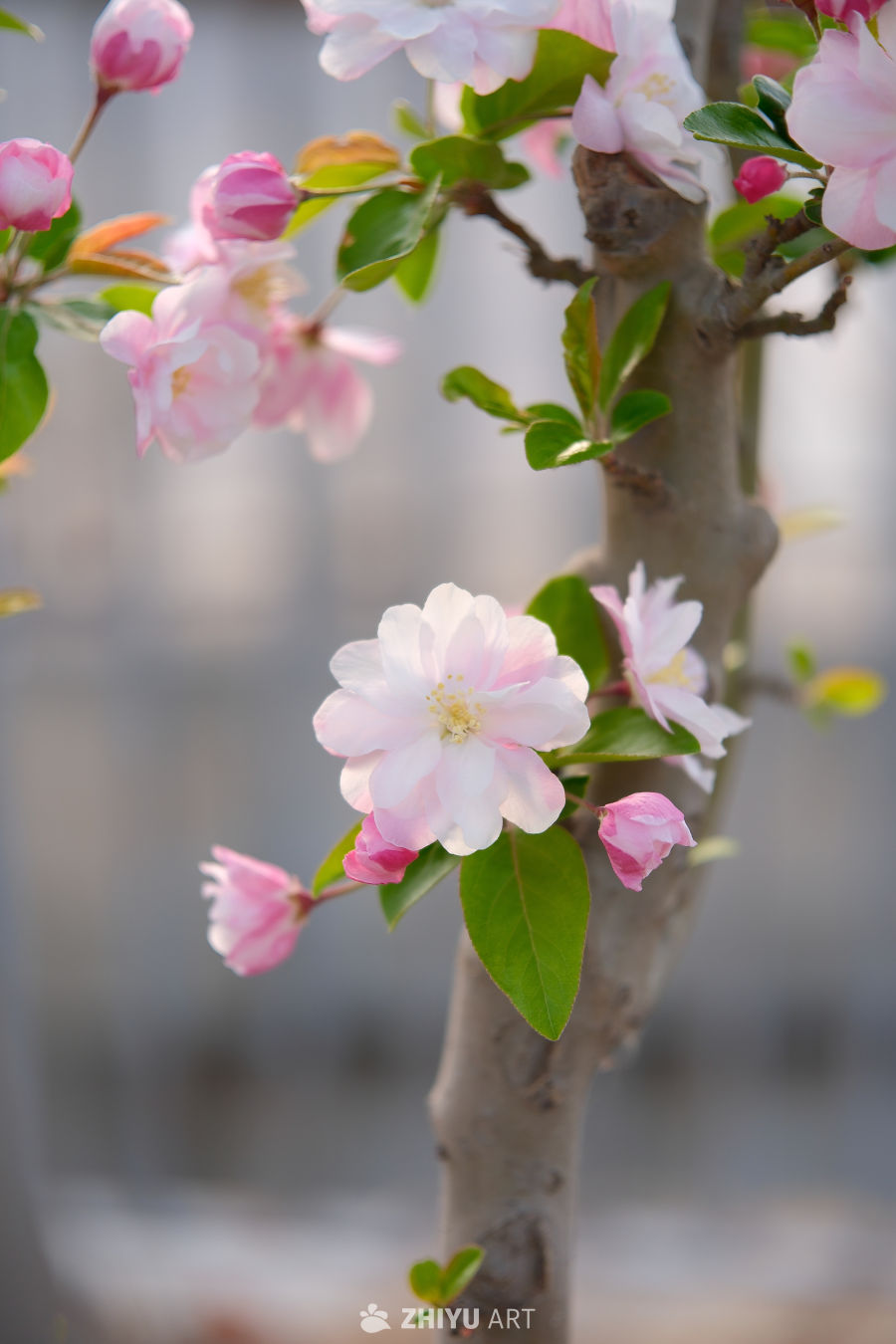春天海棠花 59