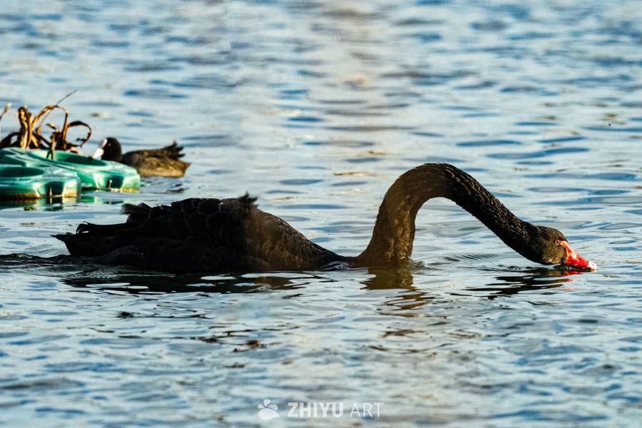 黑天鹅水中觅食