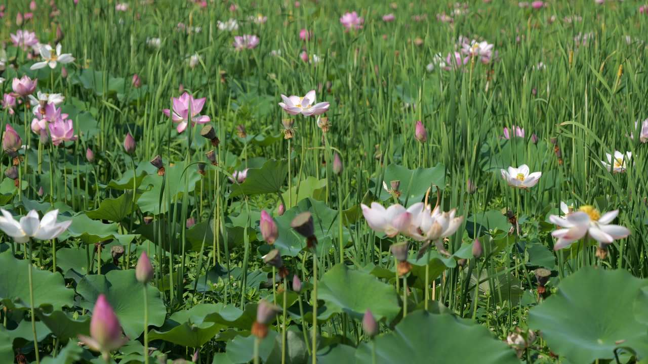荷花（二） 48
