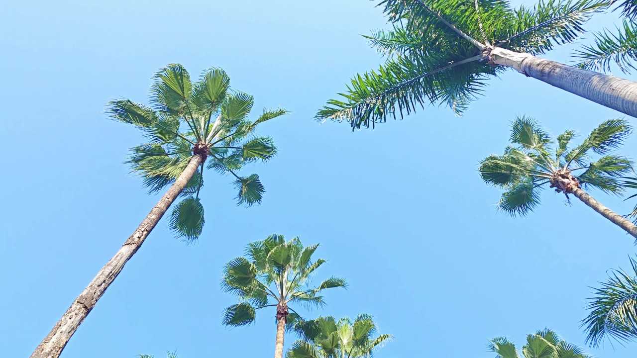 4K蓝天棕榈和王棕仰拍旋转