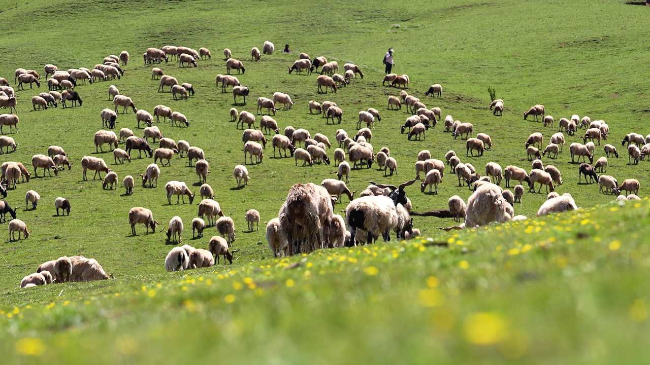 牛羊群在绿色草原悠然放牧