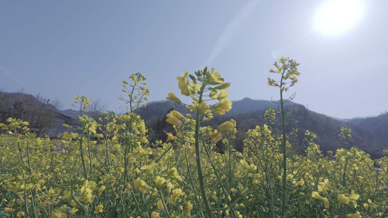 油菜花田