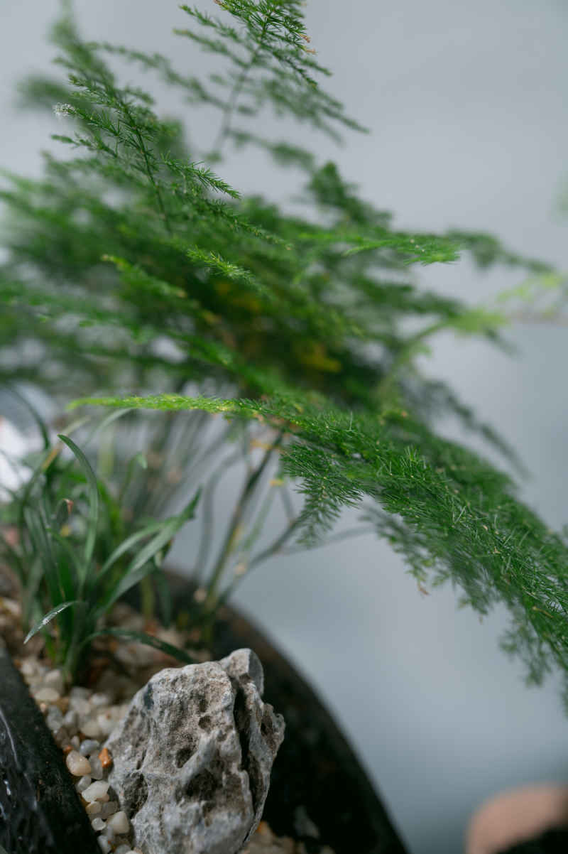盆栽、插花 32