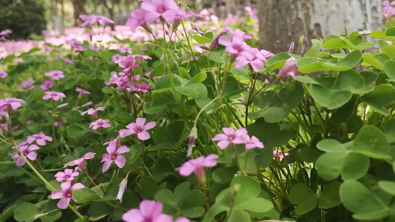 粉色花海