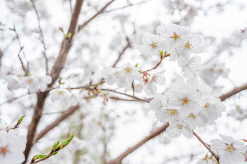 樱花