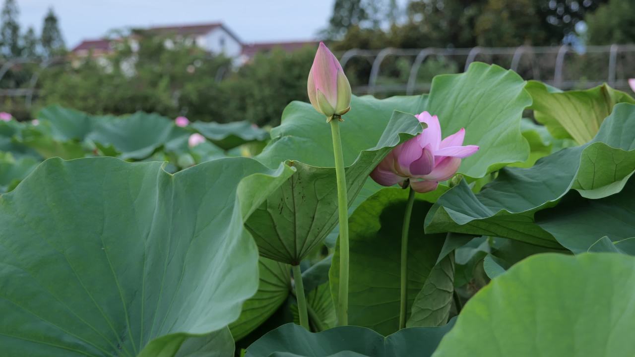 荷花 30