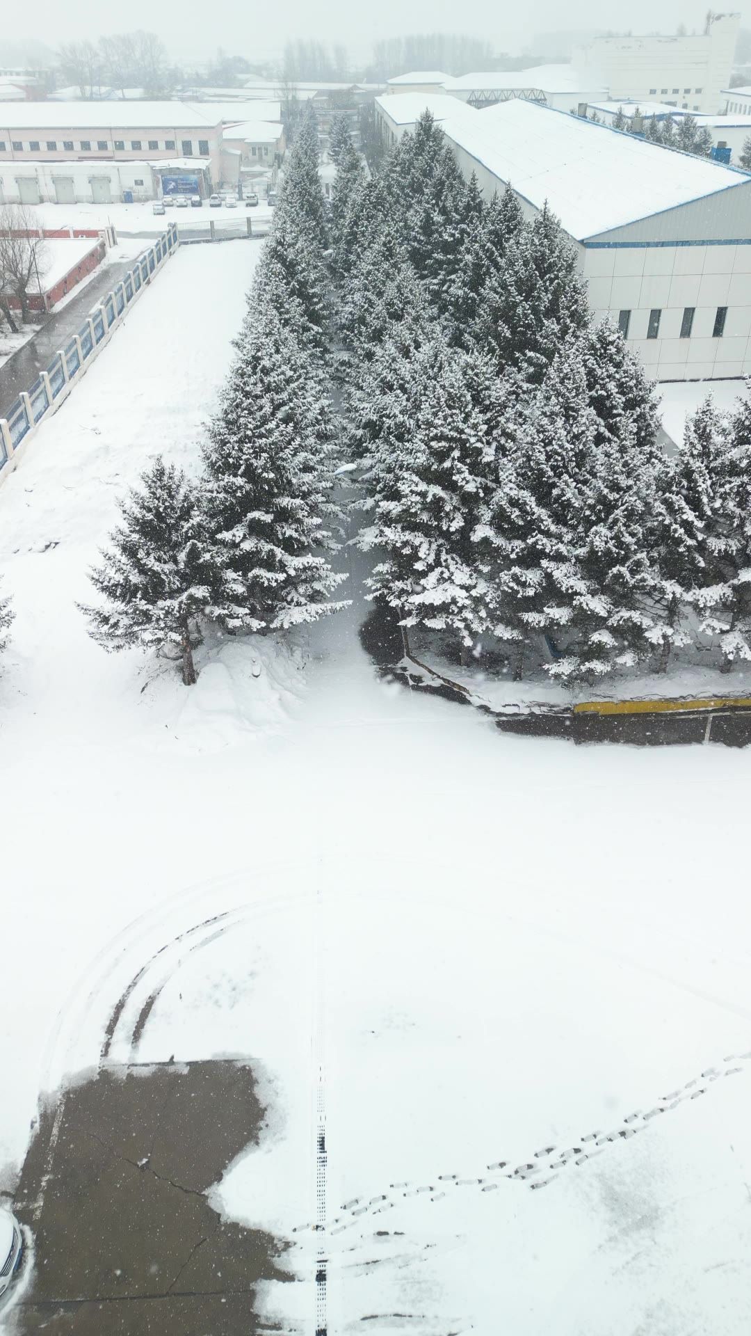 航拍 雪花飞舞 下雪 雪景 雪松 冬天 冬季 飘雪