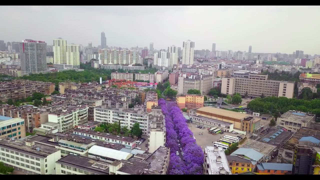 城市紫花树下的繁忙街景