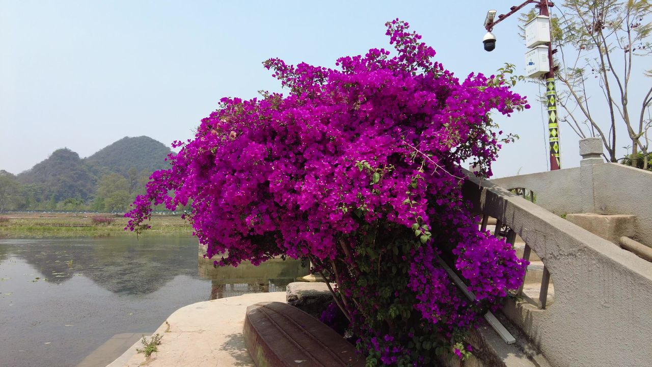 植物 花朵 三角梅 盛开 实拍