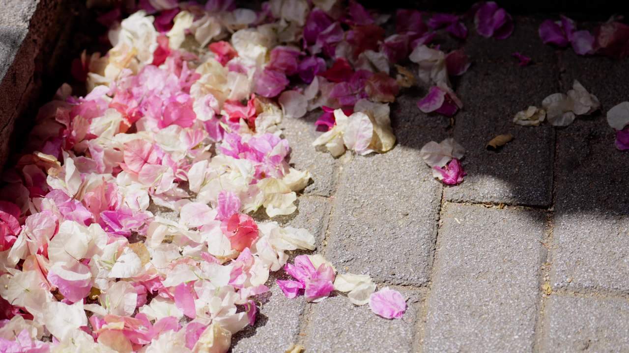 三角梅的花瓣