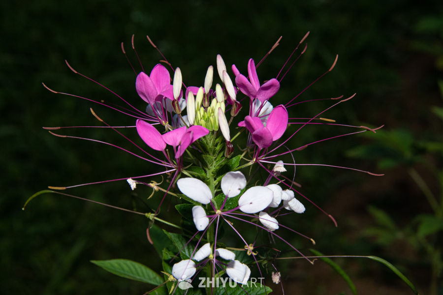 中药材与药材花 66