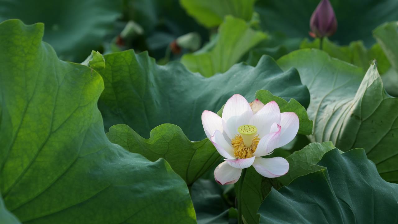 荷花 19