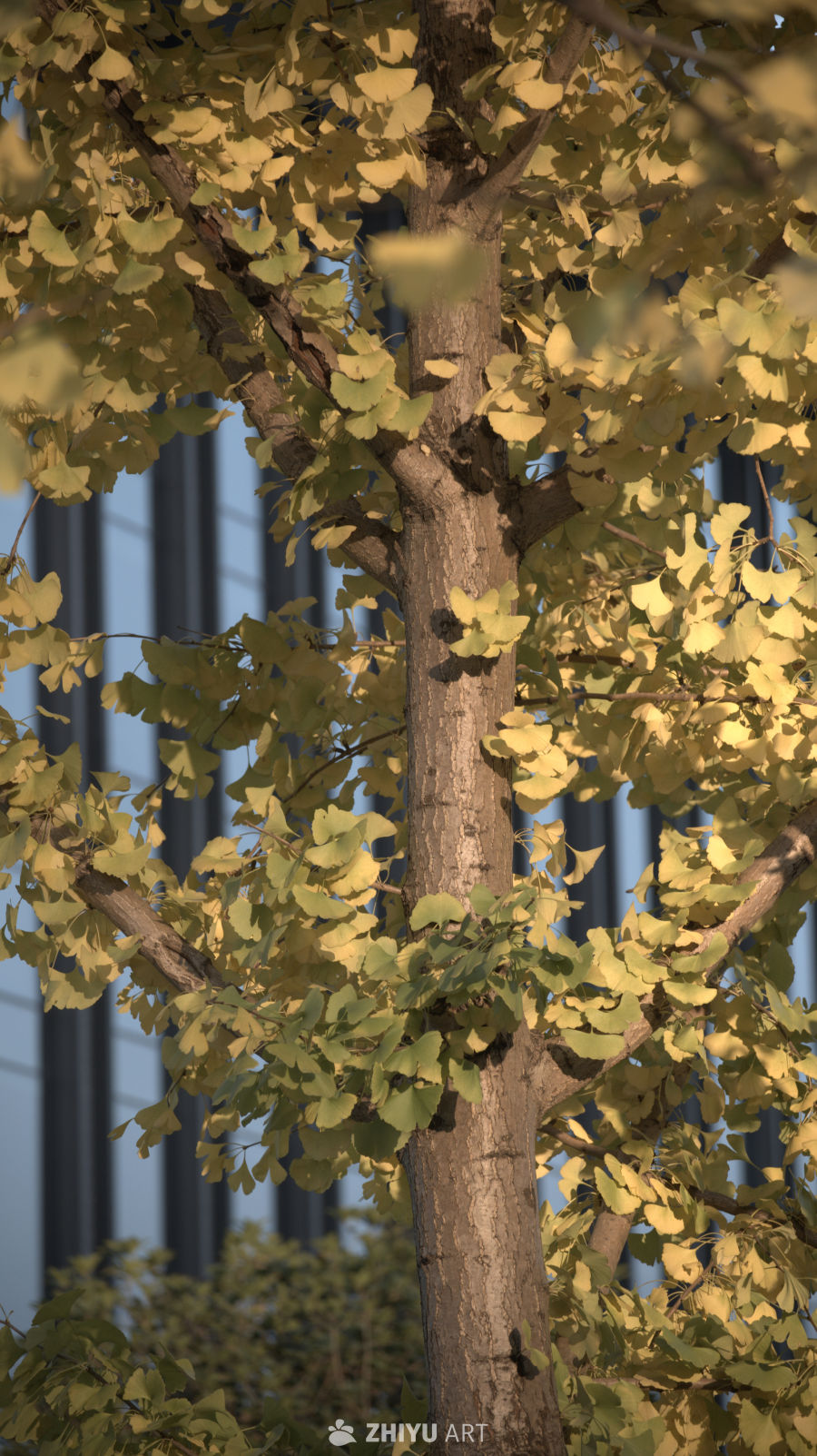 秋日银杏树影