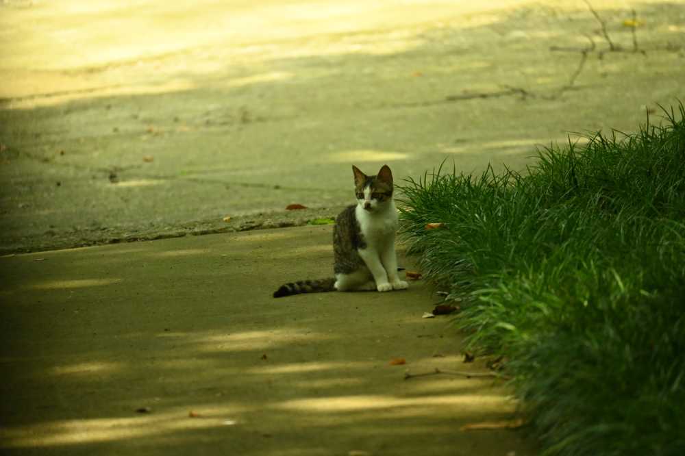 小猫