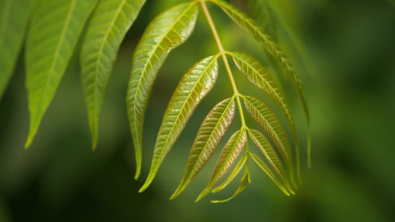 植物树木树叶绿色 25