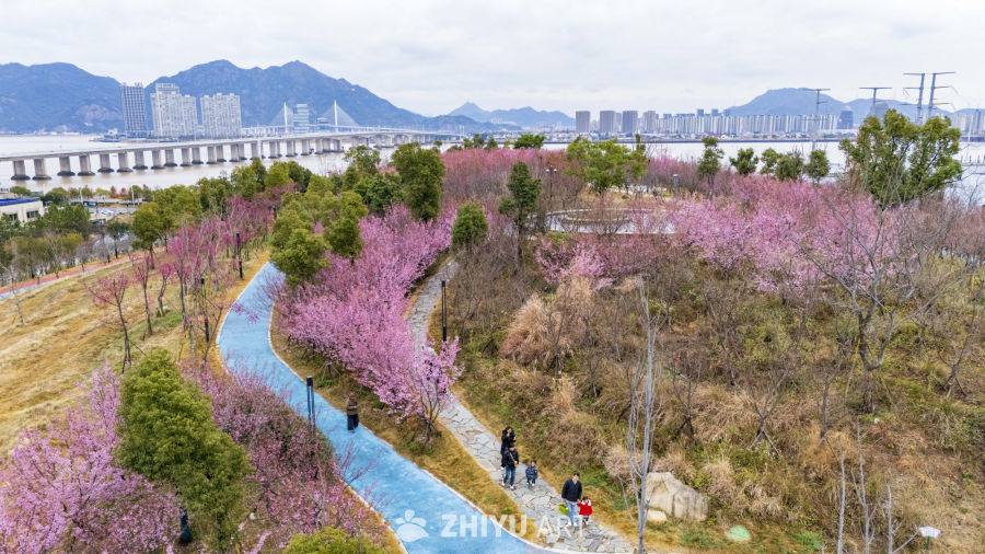 樱花盛开的城市公园