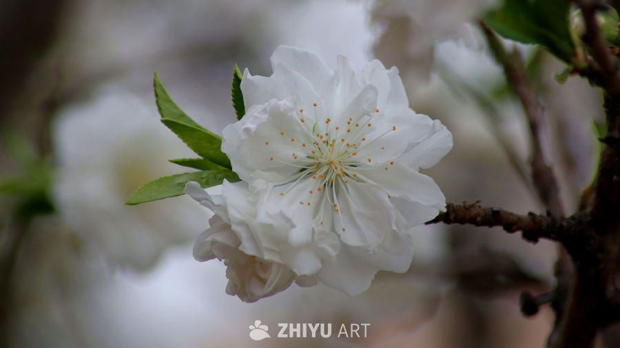 春日樱花绽放