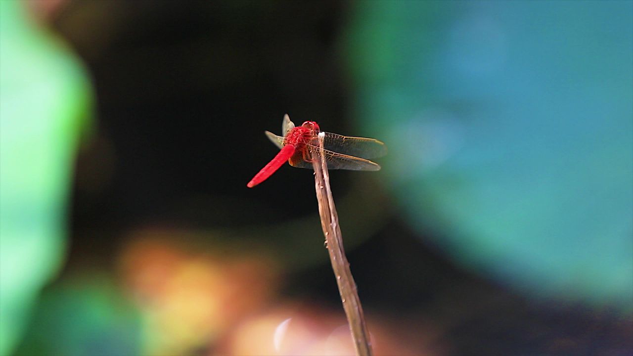 实拍夏季红色蜻蜓