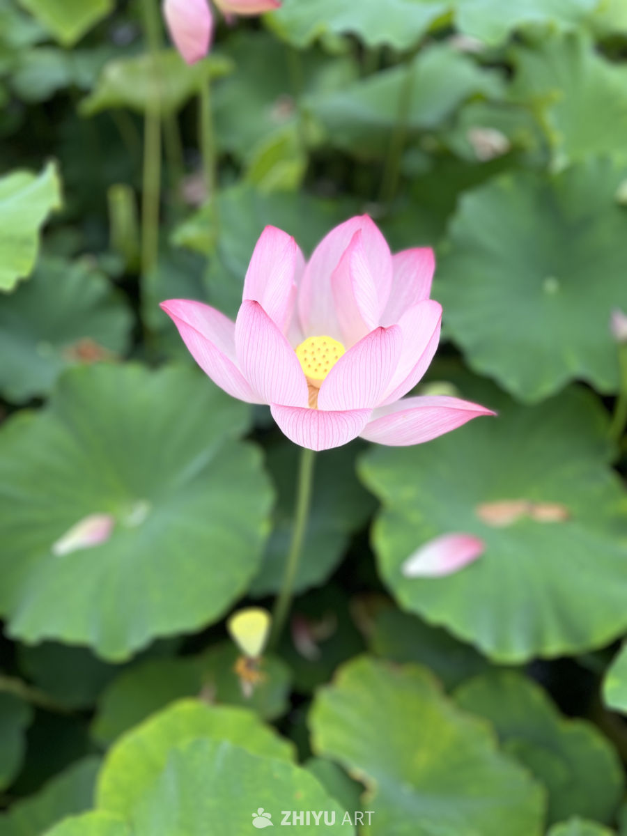 粉嫩莲花与绿叶共舞