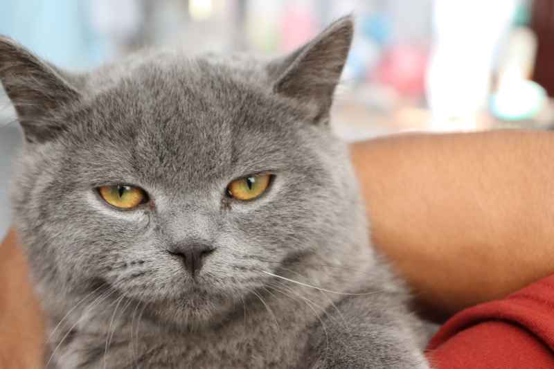 蓝猫自拍 17