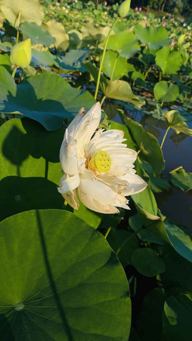 荷花