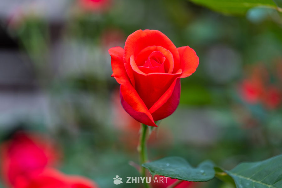 月季花 3