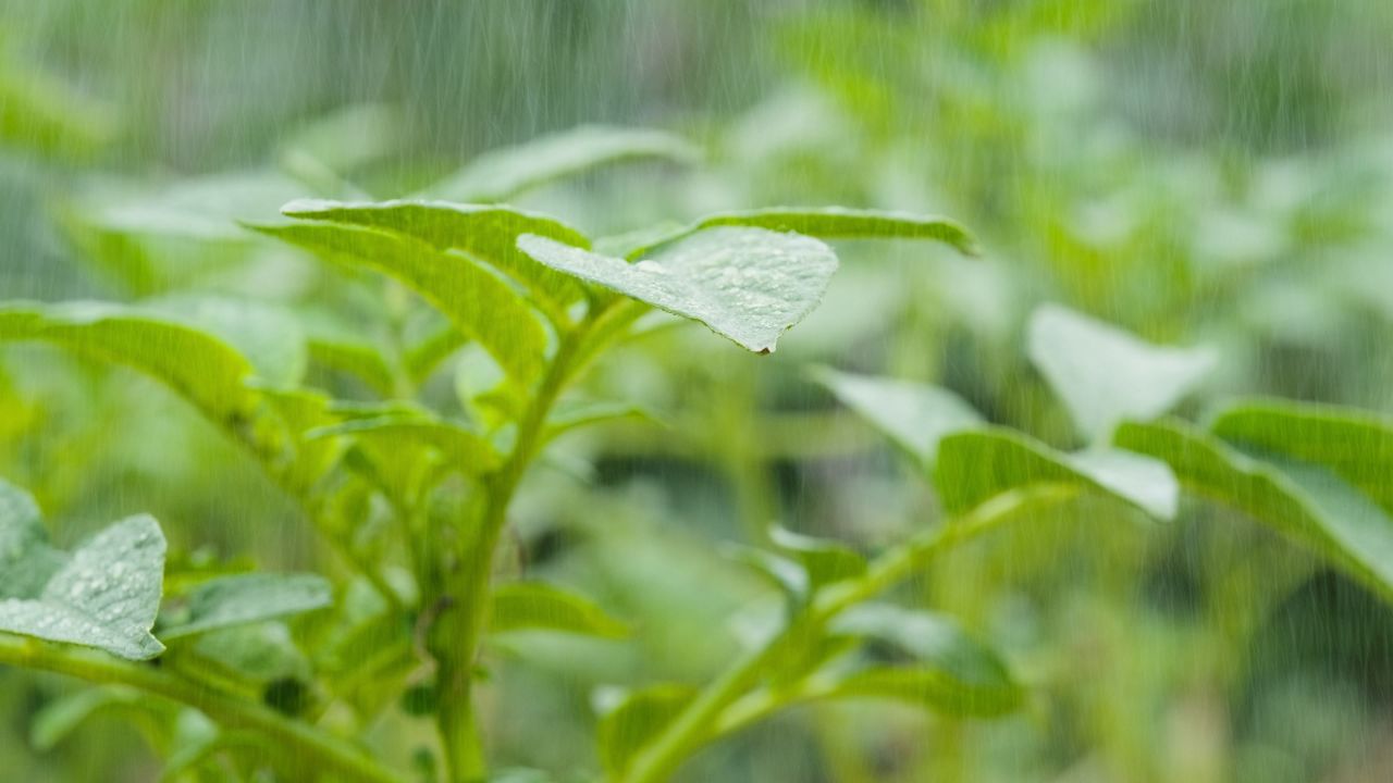 倾盆大雨4K实拍镜头