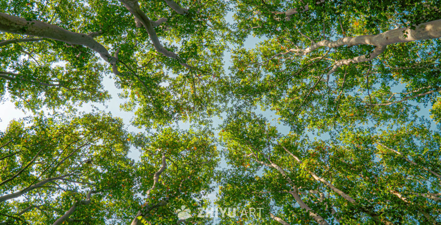 仰望绿意盎然的天空