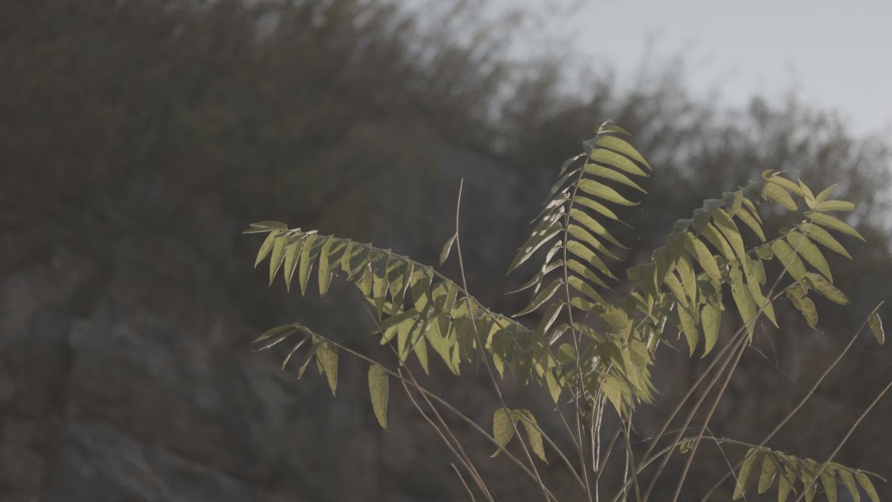 【实拍样片】佳能EOS R7相机实拍原片视频 10