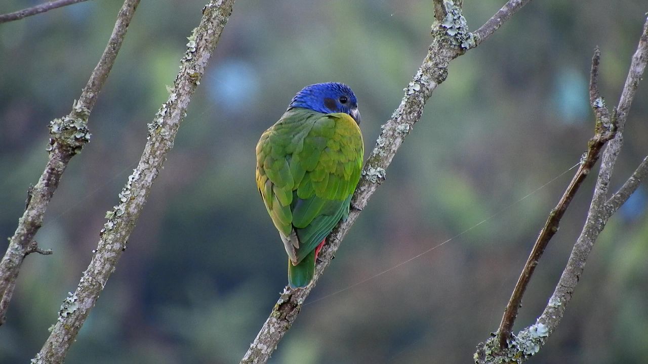 鹦鹉绿色哥伦比亚