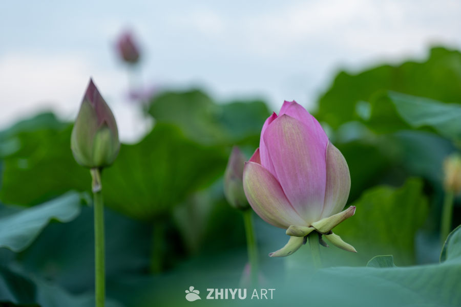 荷花 31