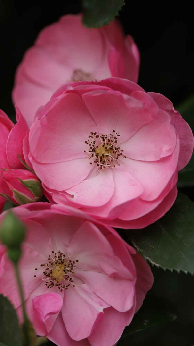 花花特写
