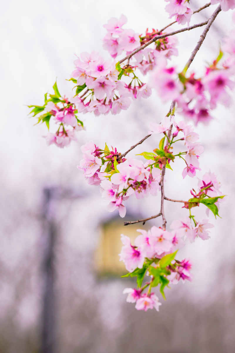 樱花季 65