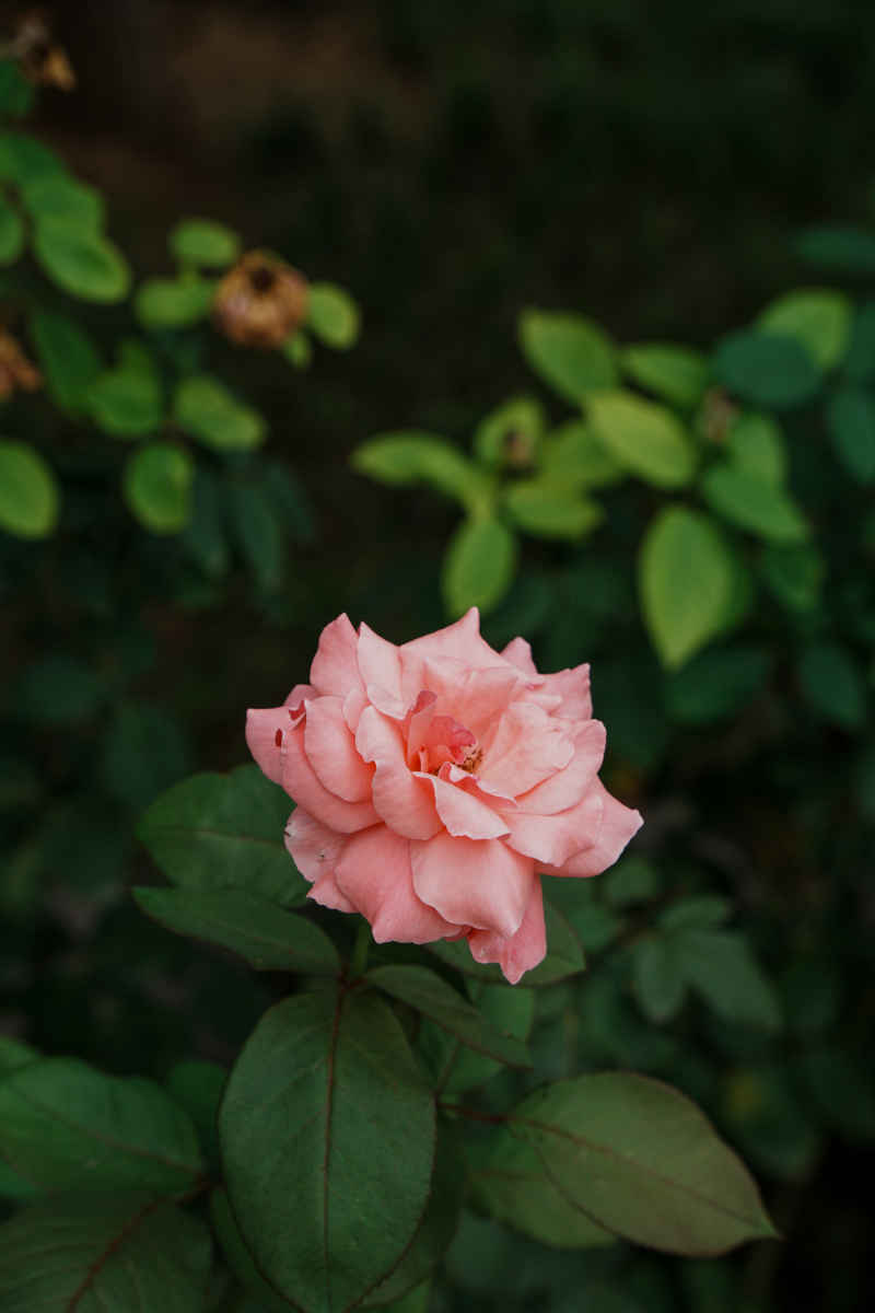 一朵花
