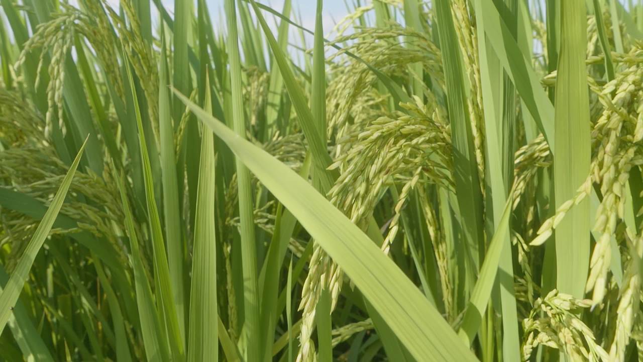 水稻五常大米田野粮食庄稼丰收 36