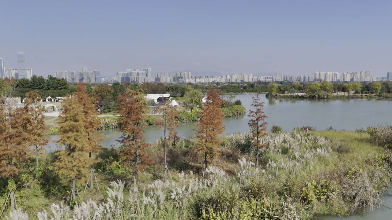 湿地红杉 31