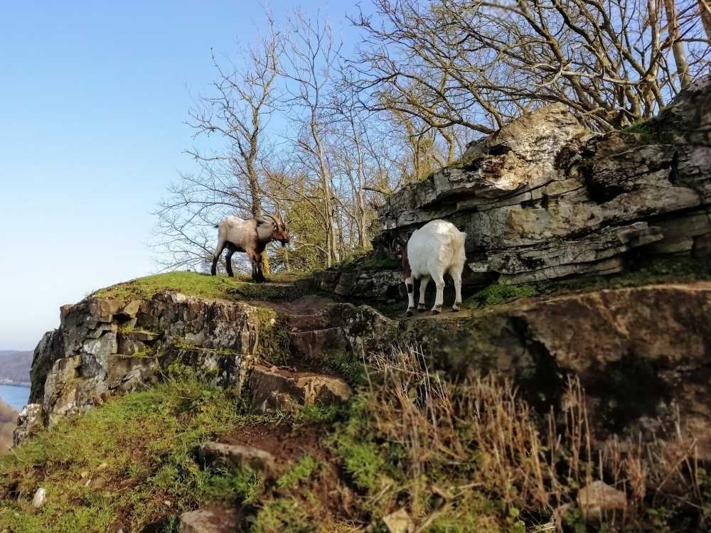 山羊悬崖岩哺乳动物