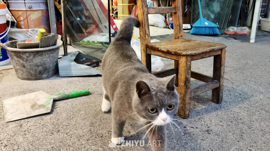 可爱的英短蓝猫