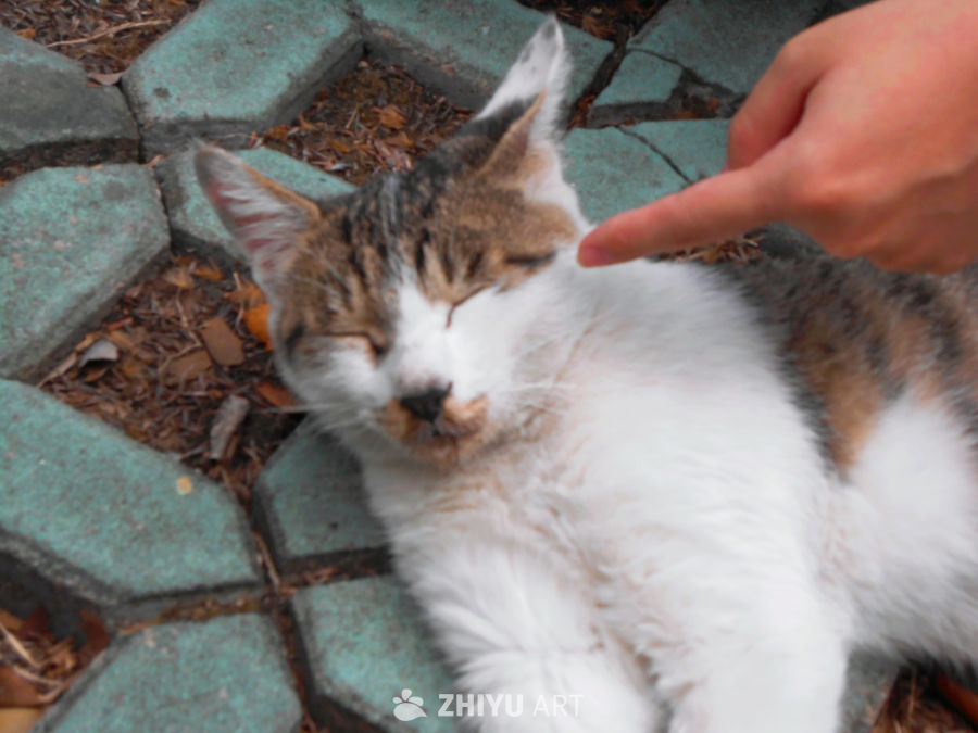 好米的猫猫