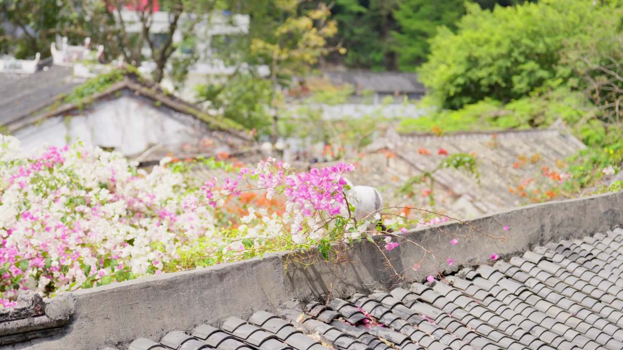 小花猫走在开满三角梅的屋顶上