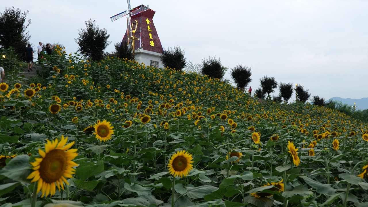 向日葵花海