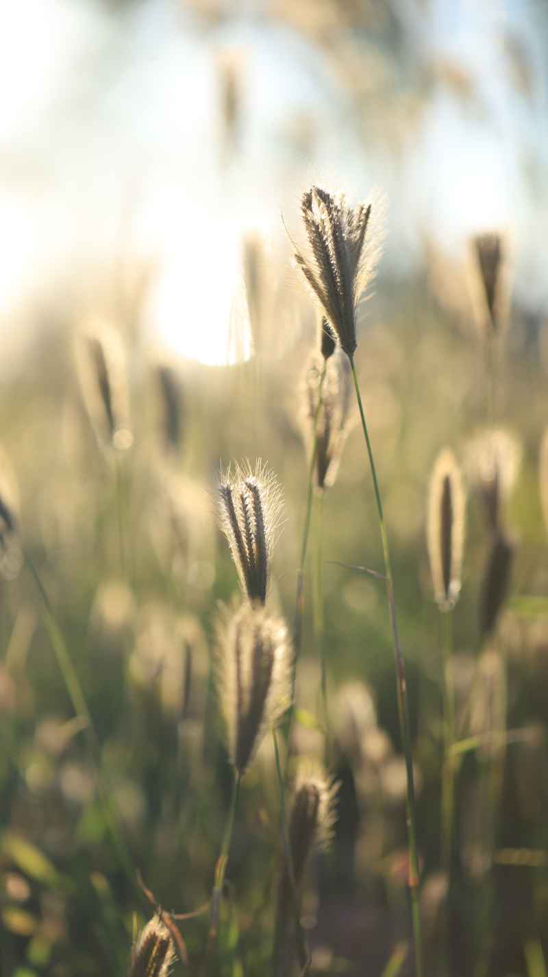 草