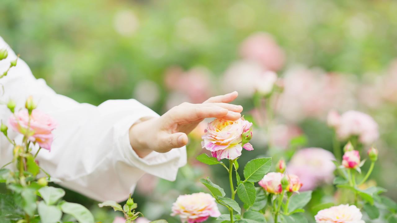手轻轻地抚摸月季花