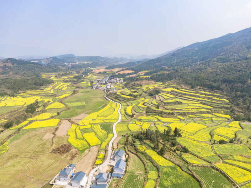 美丽乡村金黄油菜花盛开航拍摄影图 