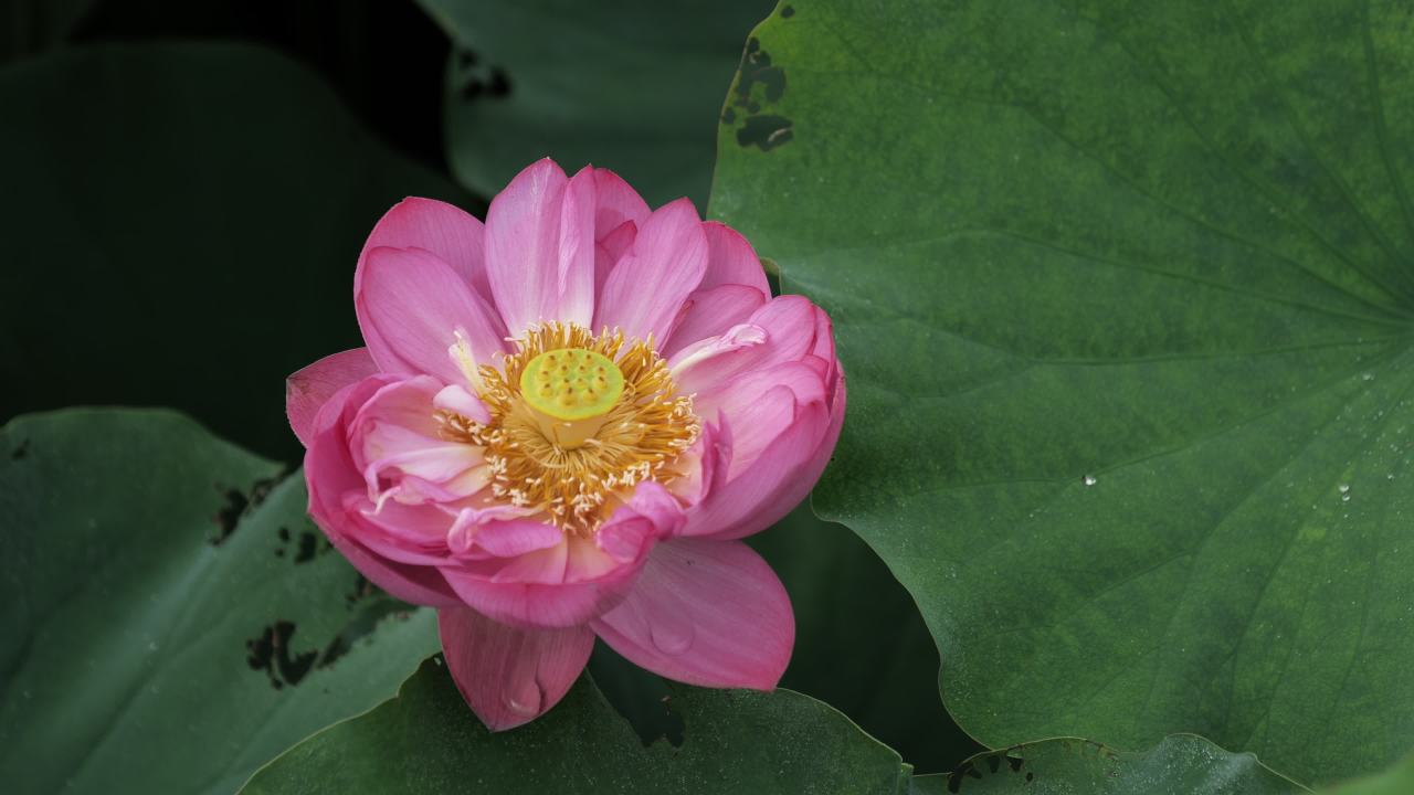 荷花 21