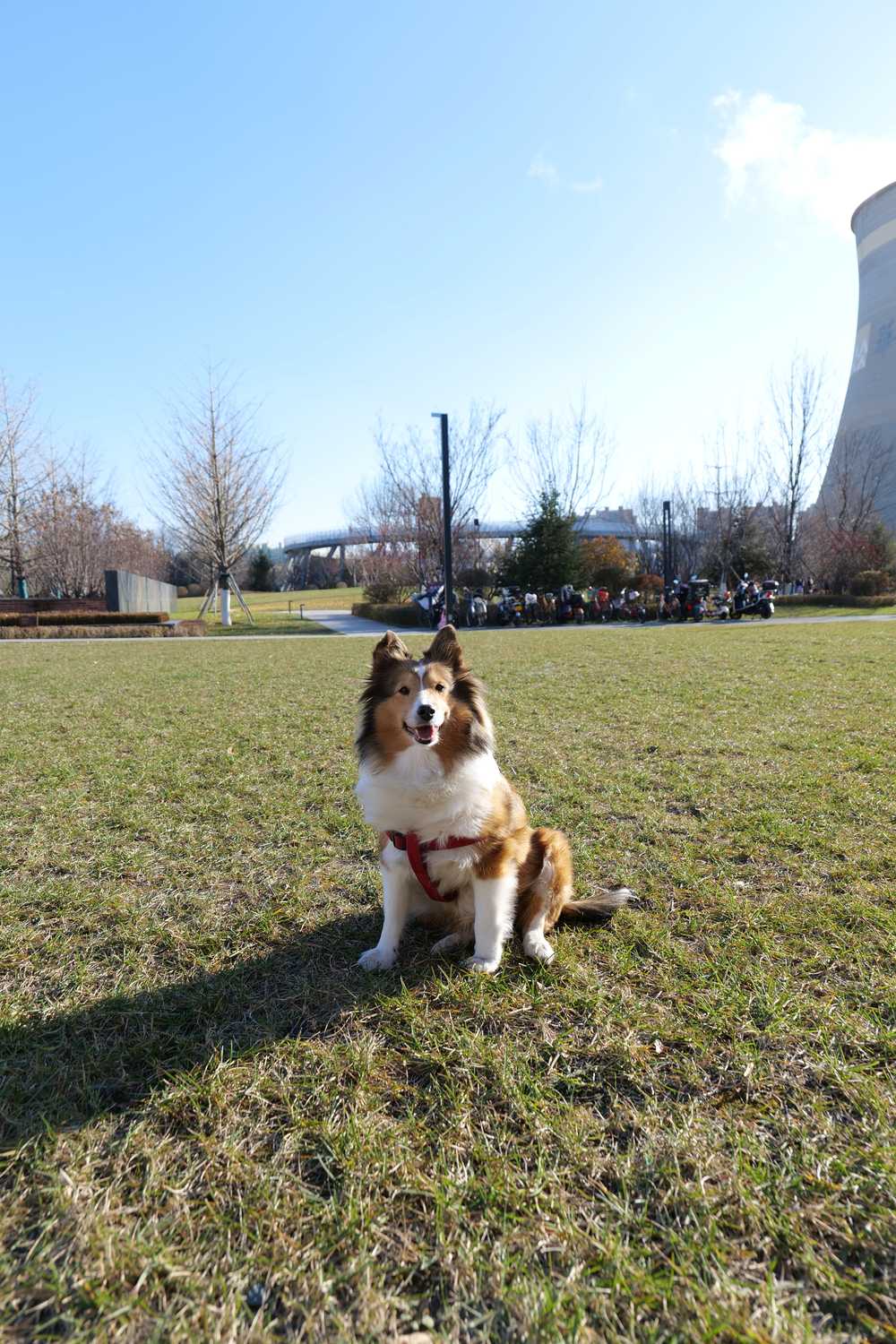 喜乐蒂牧羊犬