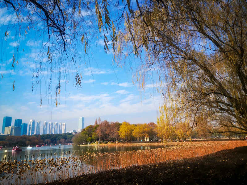 蓝天下秋天枯黄树叶植物摄影图  