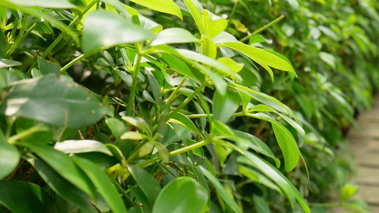 微风鹅掌藤特写