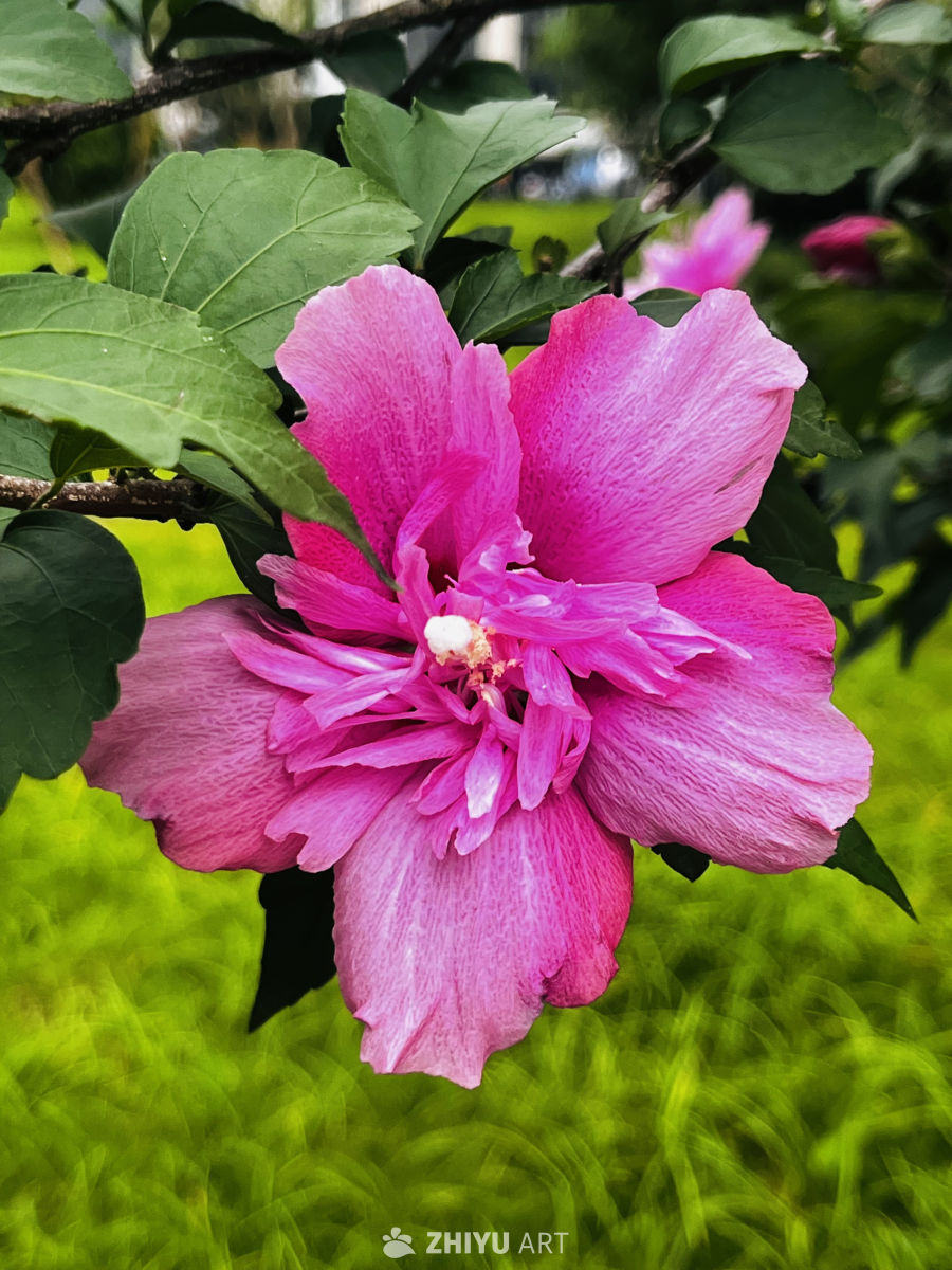 绽放的粉色花海