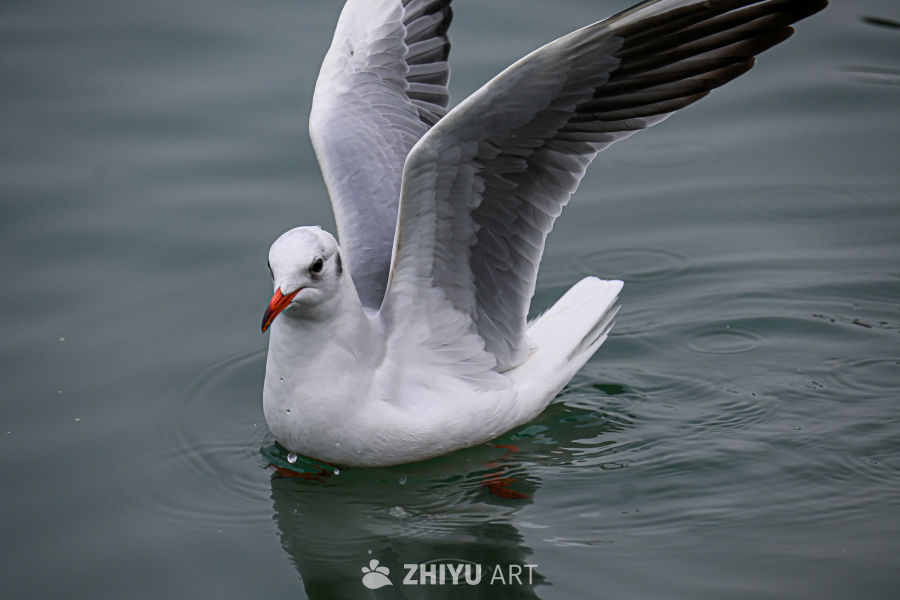 海鸥